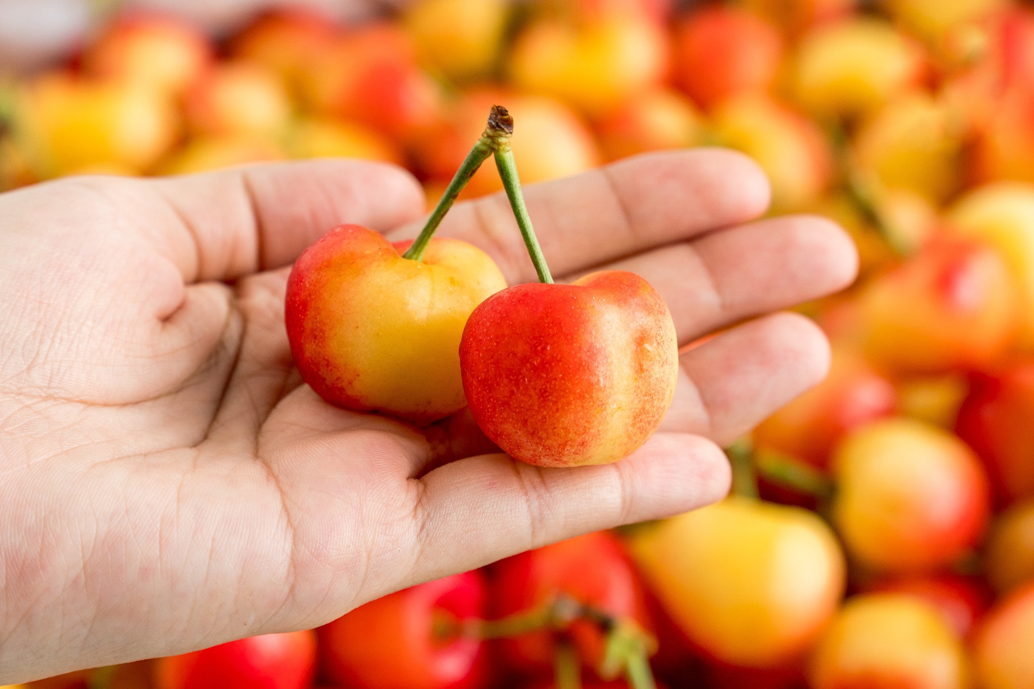 Cherry vàng Mỹ có ngon không?